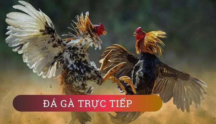 Hướng Dẫn Cách Chơi Đá Gà WS168 Tại GO88 Đỉnh Cao Giải Trí Cá Cược