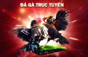 Cách Chơi Đá Gà 3D Tại GO88 Đỉnh Cao Giải Trí 2025